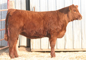 ND Simmental Association Donation Heifer