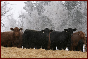 Winter Picture of Cows