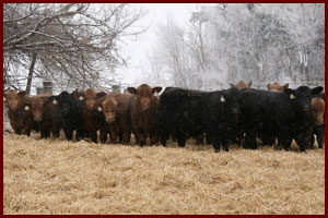 Winter Picture of Cows