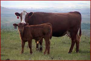 Simmental Cow and Calf